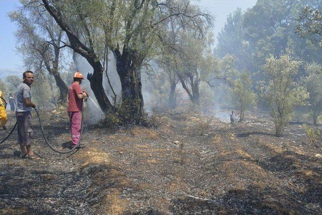 Yangında Zeytin Ağaçları Zarar Gördü