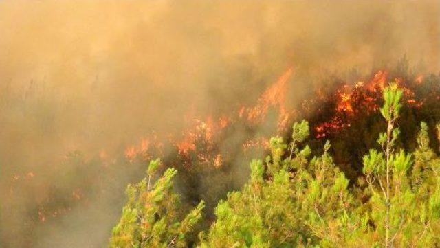 Çanakkale'de Tarım Arazisindeki Yangın Ormana Da Sıçradı (2)