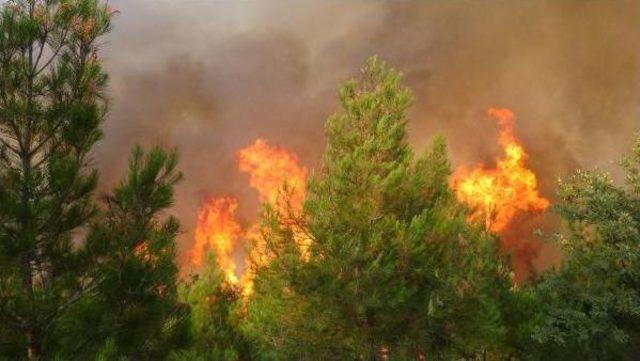 Çanakkale'de Tarım Arazisindeki Yangın Ormana Da Sıçradı (2)