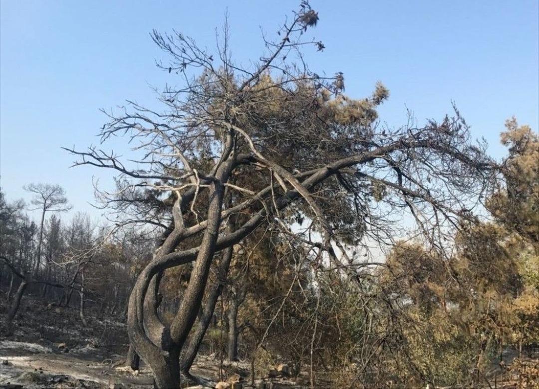 İzmir&rsquo;deki Yangının Bilan&ccedil;osu Ağır Oldu