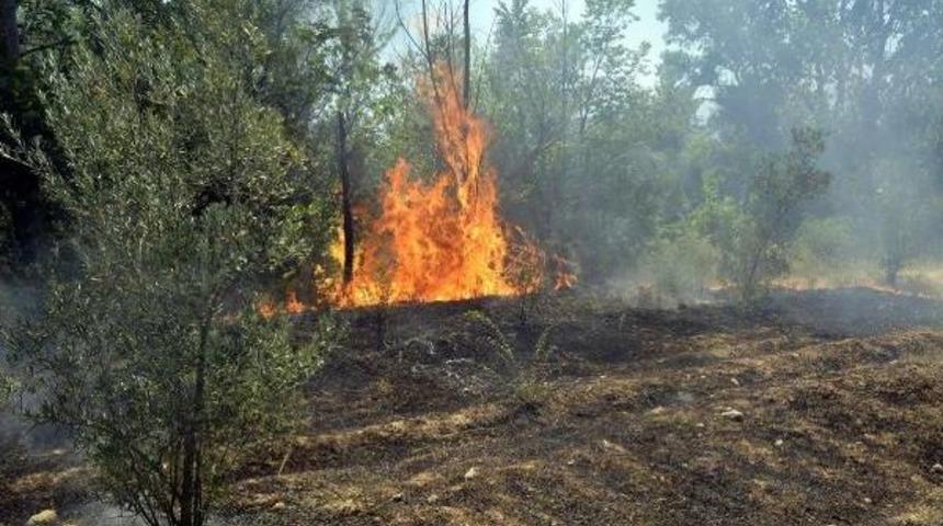 Seydikemer'de 300 Zeytin Ağacı Yandı