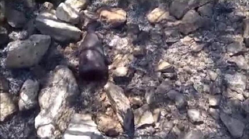 Helikopter D&uuml;şt&uuml; 5 Personelin Durumu Iyi (7)