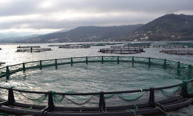 Karadenizli Balığı Kafeslerden Karşılıyor 1