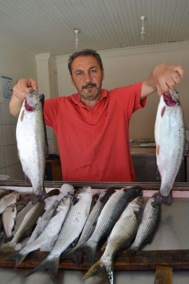 Karadenizli Balığı Kafeslerden Karşılıyor 2
