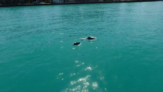 (özel Haber) İstanbul Boğazı’nda Yunusların Dansı Drone İle Havadan Görüntülendi