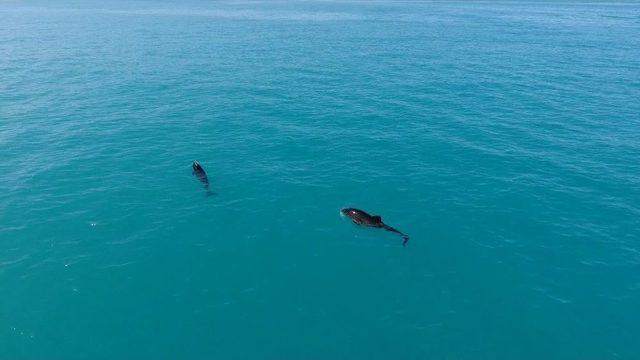 (özel Haber) İstanbul Boğazı’nda Yunusların Dansı Drone İle Havadan Görüntülendi