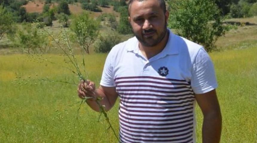 Denizli'de Ketencik Otu Tarımı