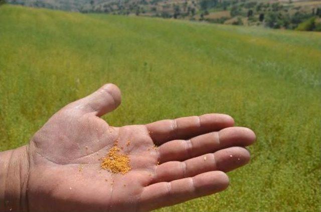 Denizli'de Ketencik Otu Tarımı