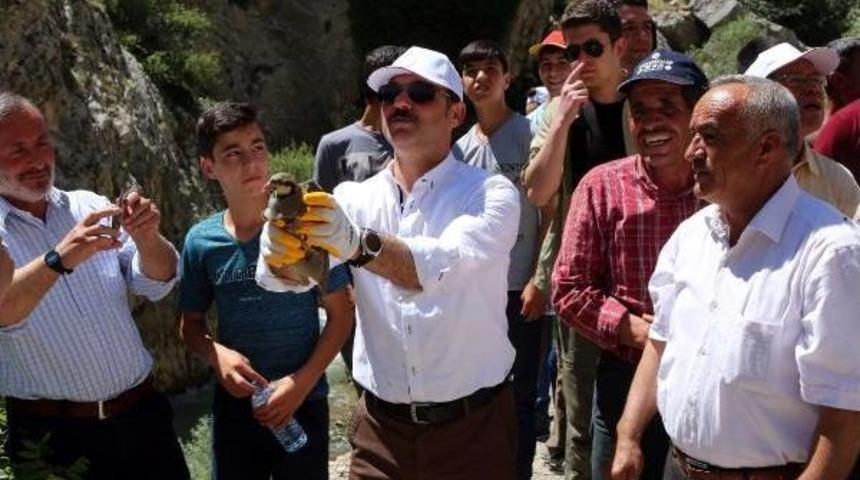 Vali Yurtna&ccedil;, Kınalı Keklikleri Kanyondan Doğaya Saldı