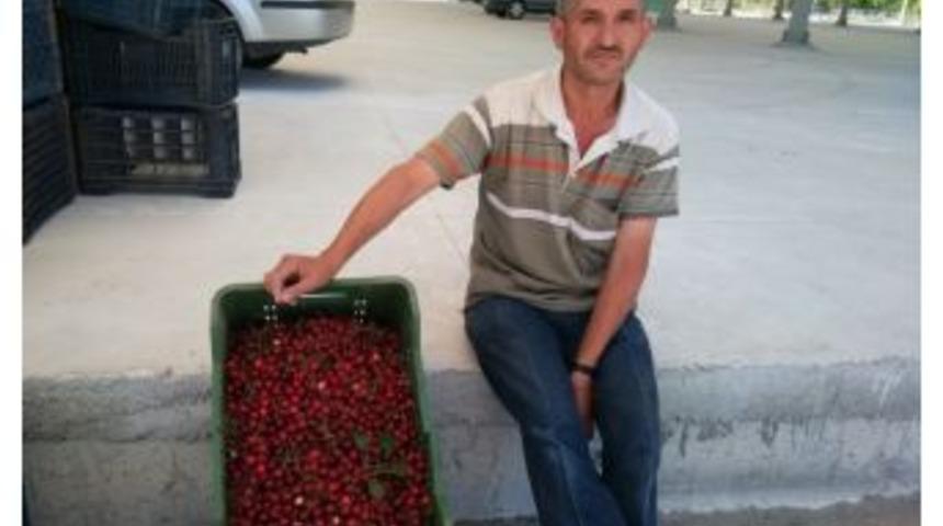 Hisarcık&rsquo;ta Vişne Sezonu A&ccedil;ıldı