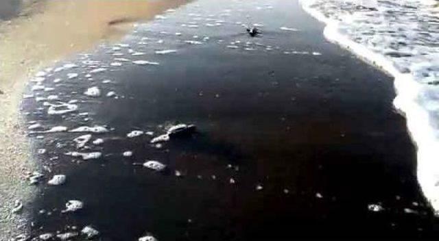 Yavru Caretta Carettaların Denize Yolculuğu Başladı 1