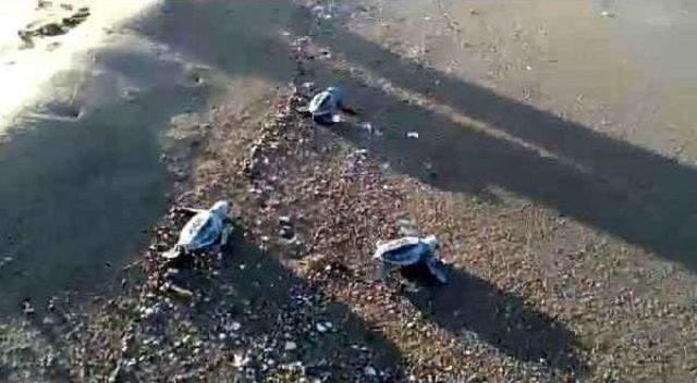 Yavru Caretta Carettaların Denize Yolculuğu Başladı 2