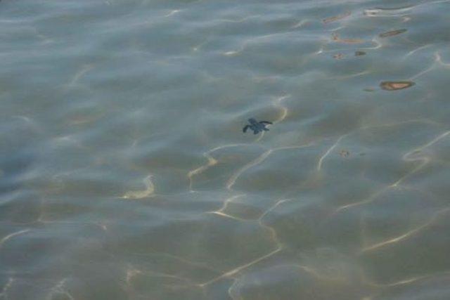 Yavru Caretta Carettaların Denize Yolculuğu Başladı 3