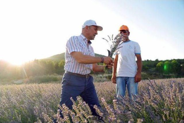 Seferihisar'da Mis Kokulu Şenlik