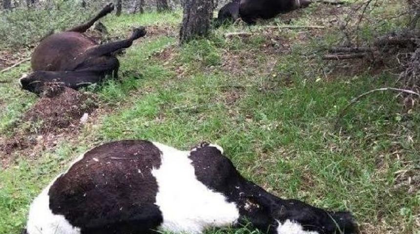 Yıldırım D&uuml;şt&uuml;, 3 B&uuml;y&uuml;kbaş Telef Oldu