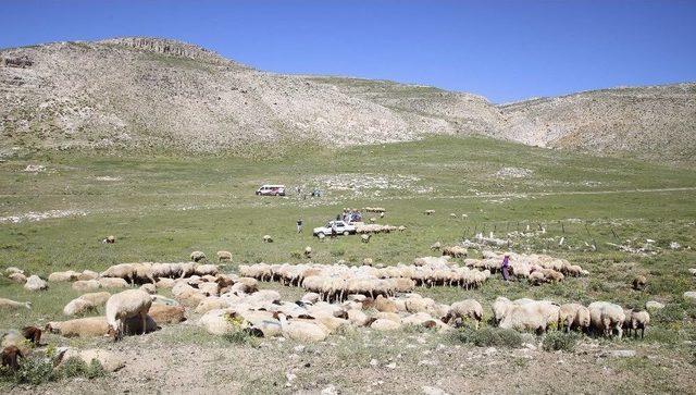 Karabayır Beydağı Yayla Şenlikleri Coşkuyla Kutlandı