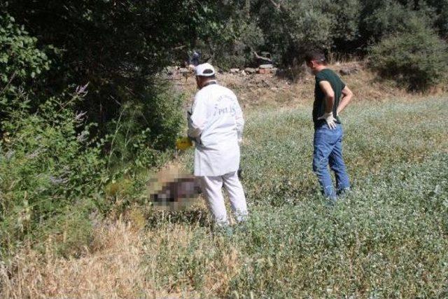 Zeytinlikte Erkek Cesedi Bulundu