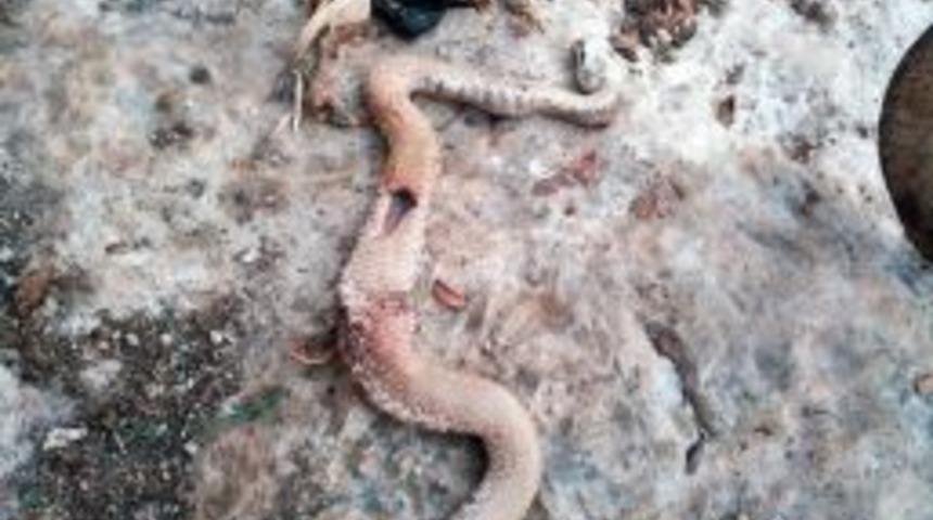 Engereğin Karnından İki Yetişkin Civciv &Ccedil;ıktı