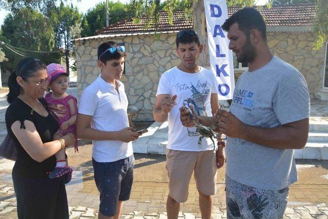 Mavi Yengeç Yerli Ve Yabancı Turistlerden İlgi Görüyor