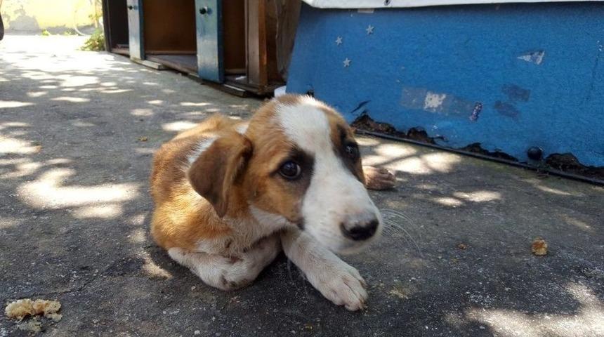 Duvara Sıkışan Karamel İ&ccedil;in İtfaiye Ekipleri Seferber Oldu