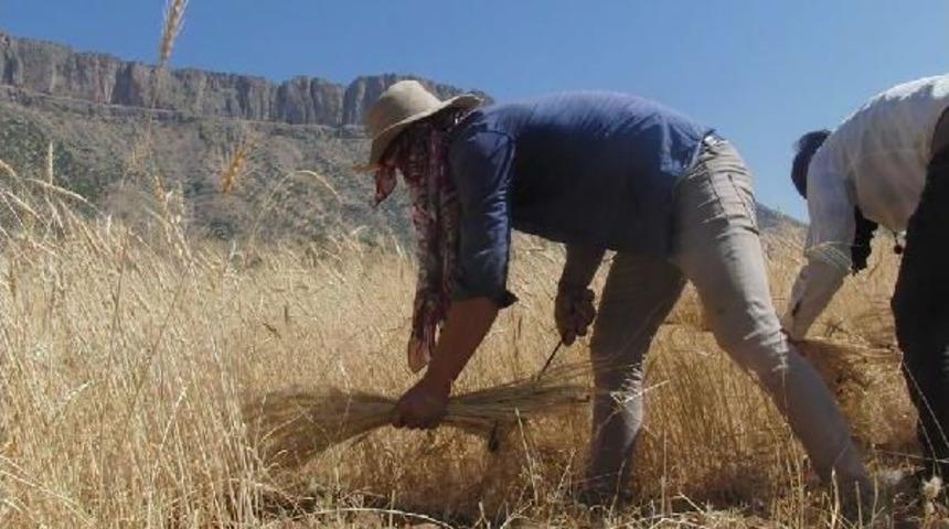 Derecik'te Oraklı Buğday Hasadı