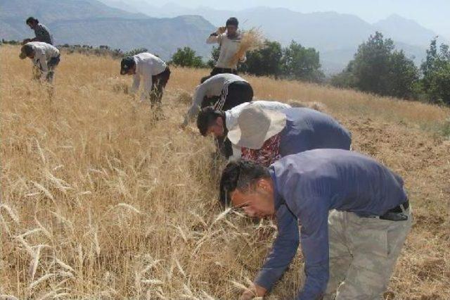 Derecik'te Oraklı Buğday Hasadı