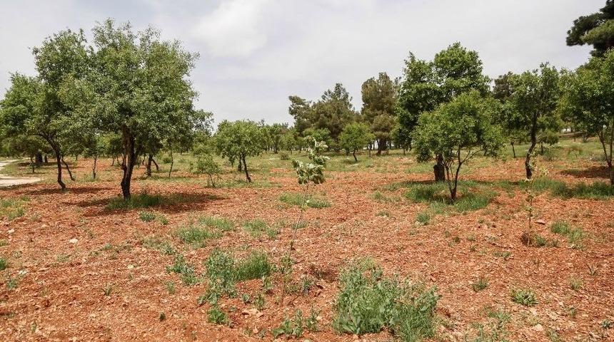 Kuşlar İ&ccedil;in Dikilen Fidanlar Ağa&ccedil; Oldu