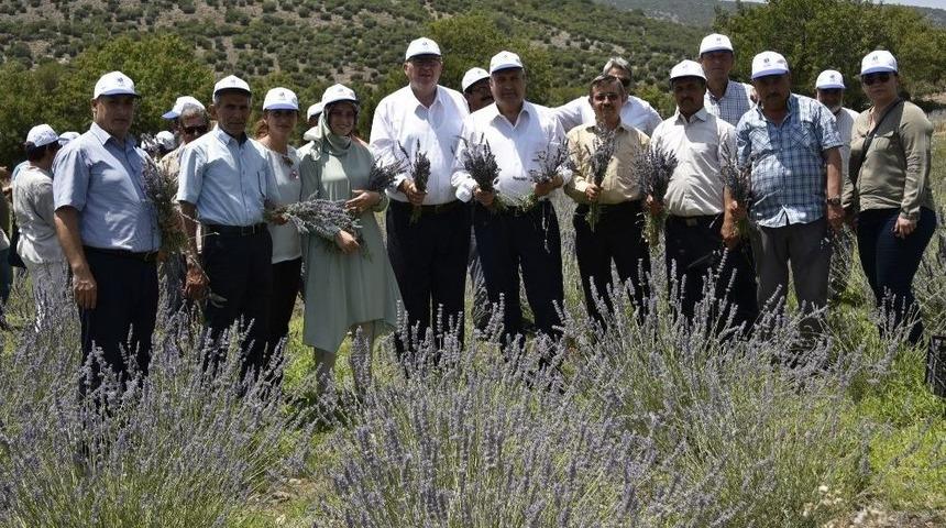 Belediye Destekledi Yuntdağı Lavanta Diyarı Oldu