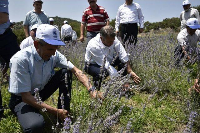 Belediye Destekledi Yuntdağı Lavanta Diyarı Oldu 1