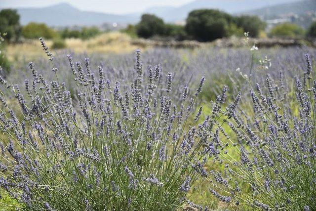 Belediye Destekledi Yuntdağı Lavanta Diyarı Oldu 2