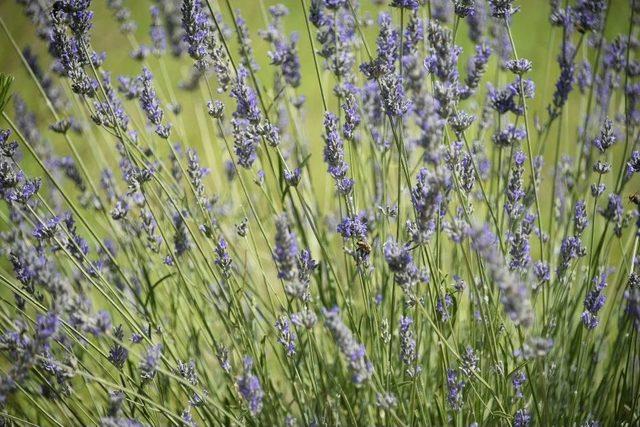 Belediye Destekledi Yuntdağı Lavanta Diyarı Oldu 3
