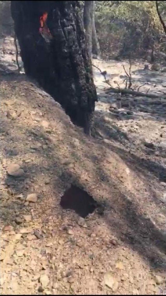 İzmir'deki Orman Yangını Sarp Bölgede Devam Ediyor (3)