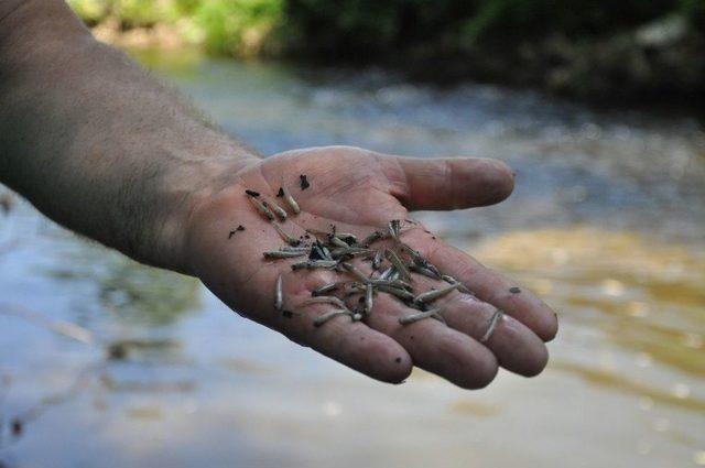 Y&uuml;zlerce Tatlı Su Kefali Yavrusu &Ouml;ld&uuml; 1
