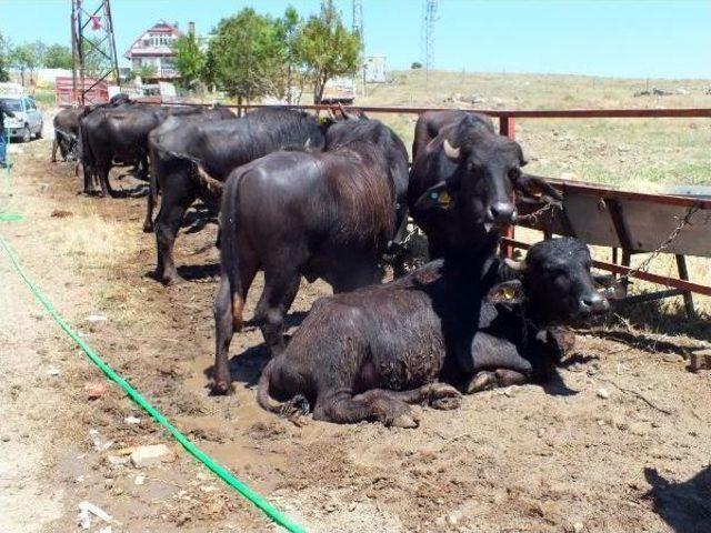 Üreticilere Dağıtılan Mandalar Su Sıkılarak Serinletildi