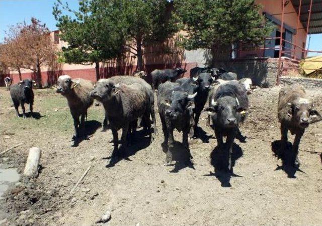 Üreticilere Dağıtılan Mandalar Su Sıkılarak Serinletildi