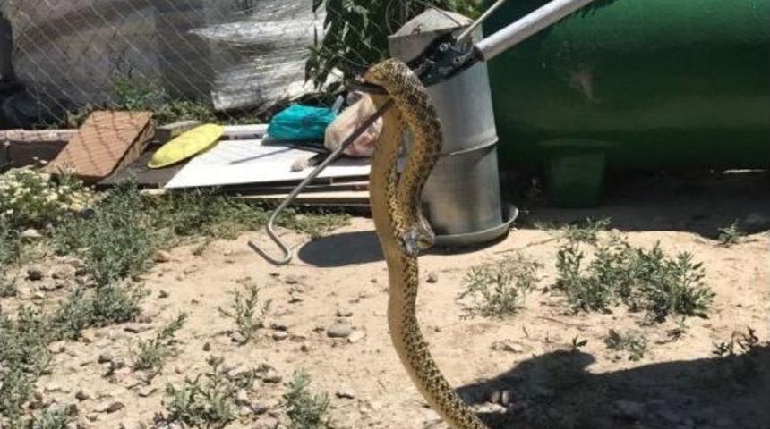 Başkent İtfaiyesinden K&uuml;meste Yılan Avı