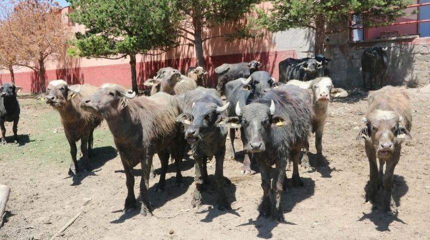 Yozgat&rsquo;ta &Uuml;reticiye Damızlık Erkek Manda Dağıtıldı