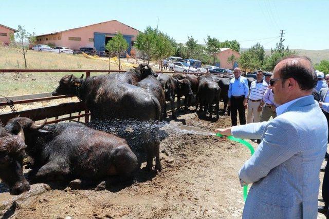 Yozgat’ta Üreticiye Damızlık Erkek Manda Dağıtıldı