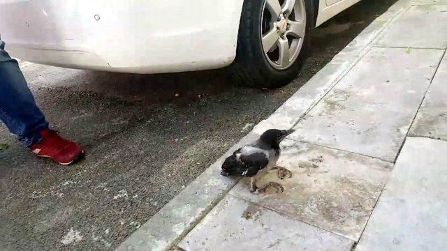 Yuvasından D&uuml;şen Yavru Karganın Yardımına İtfaiye Yetişti 1