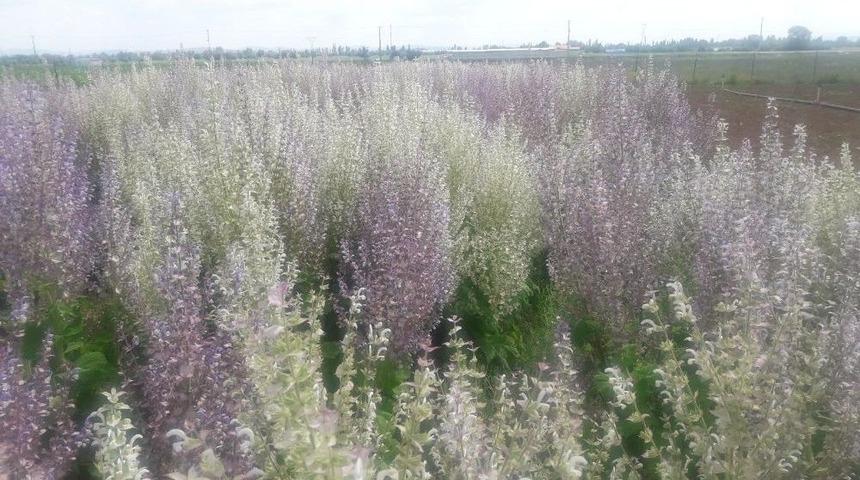 &Ccedil;umra Myo&rsquo;da &lsquo;misk Ada&ccedil;ayı&rsquo; Hasadı