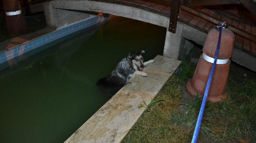 S&uuml;s Havuzuna D&uuml;şen K&ouml;pek, İtfaiye Ekiplerine Zor Anlar Yaşattı