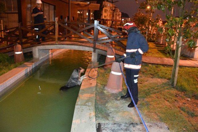 Süs Havuzuna Düşen Köpek, İtfaiye Ekiplerine Zor Anlar Yaşattı