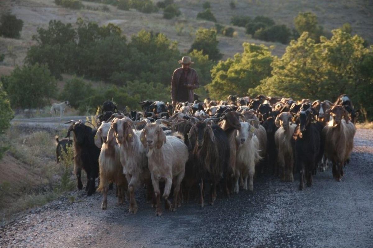 K&ouml;y Hayatını, Şehir Yaşamına Tercih Etti