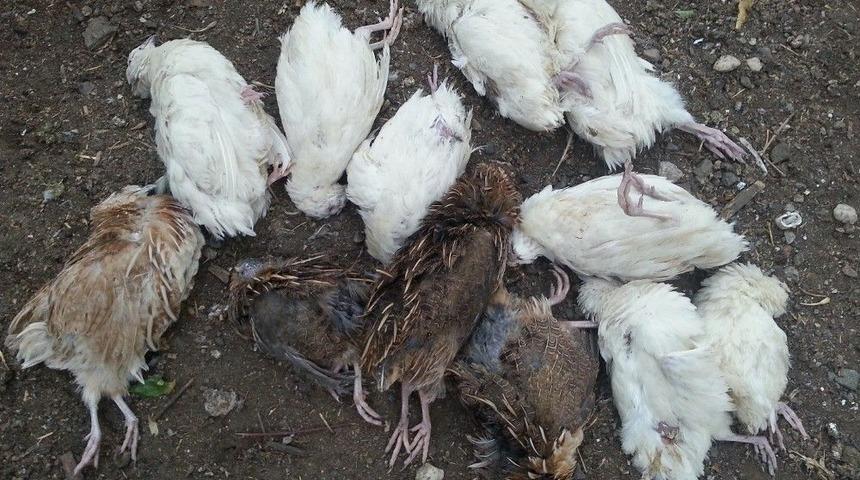 Sıcak Havadan Etkilenen S&uuml;s Tavukları Telef Oldu