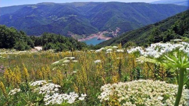 Ordu'da Sıcaktan Bunalanlar Yaylalara Akın Etti