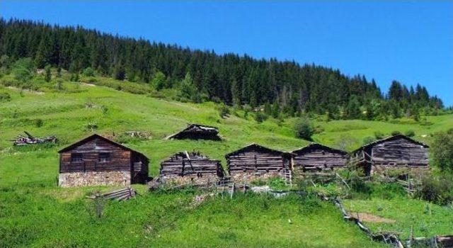 Ordu'da Sıcaktan Bunalanlar Yaylalara Akın Etti