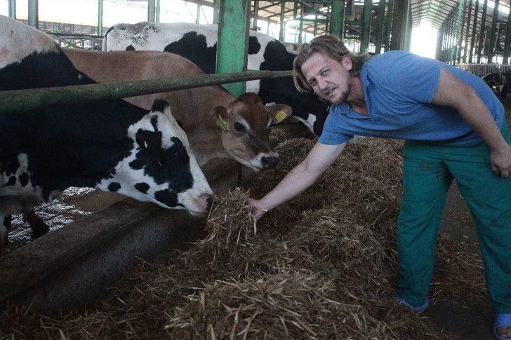 İneklere 5 Yıldızlı Serinlik G1