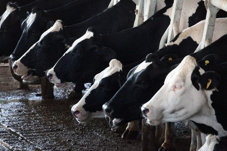 İneklere 5 Yıldızlı Serinlik G3