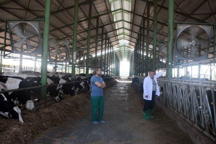 İneklere 5 Yıldızlı Serinlik G4