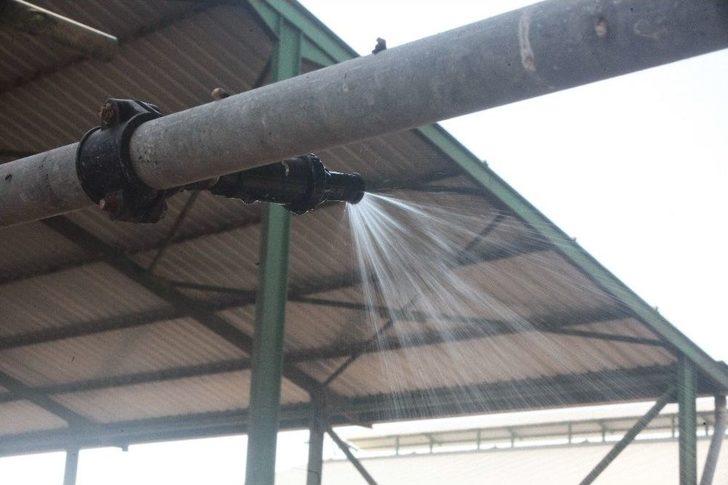 İneklere 5 Yıldızlı Serinlik G5